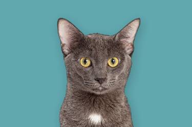 reservation-type-cats