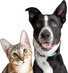 cat-and-dog-footer