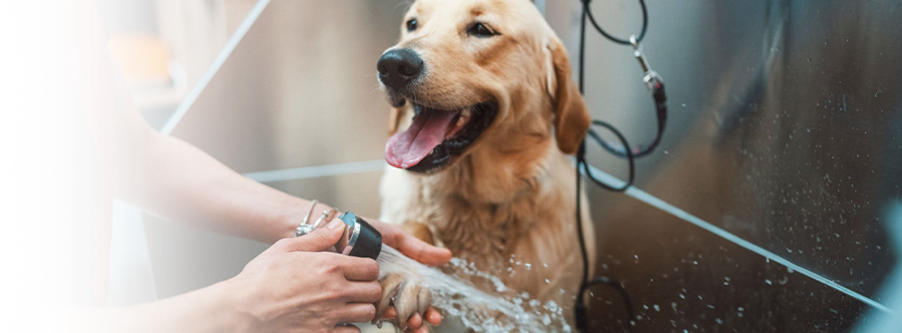 dog-being-washed-cropped
