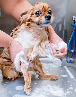 grooming-menu-icon