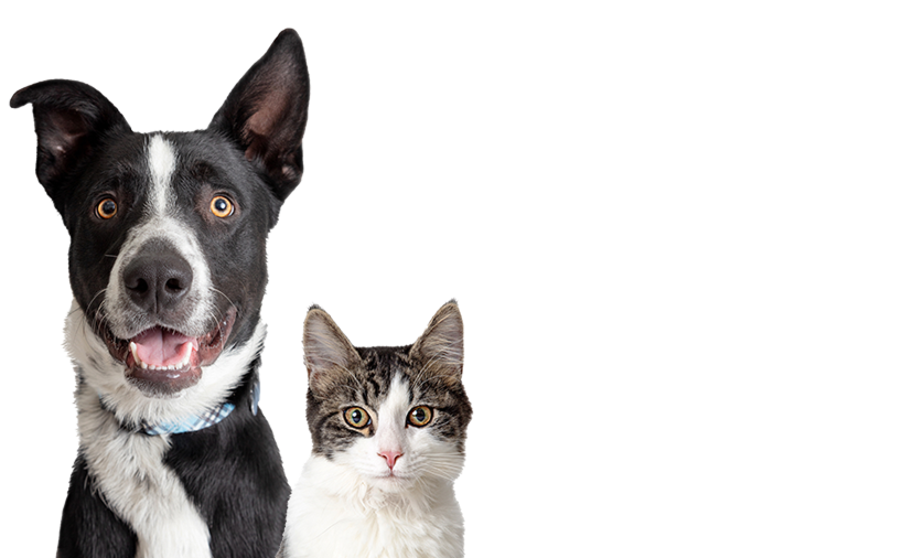 happy-dog-and-cat