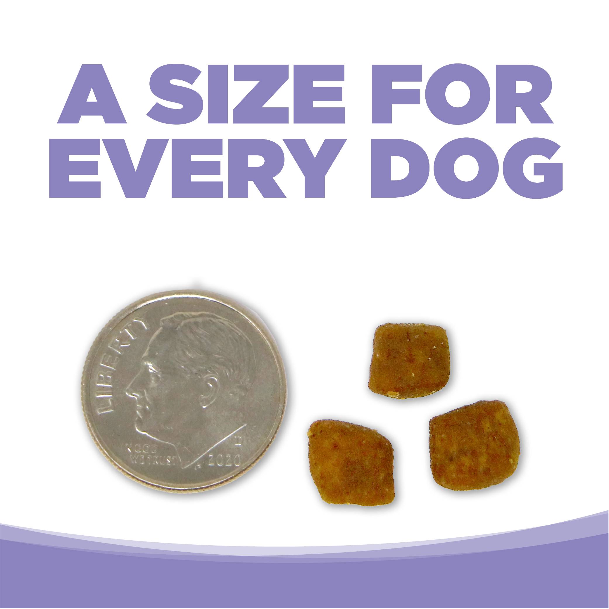 n-s-g-f-small-med-puppy-07