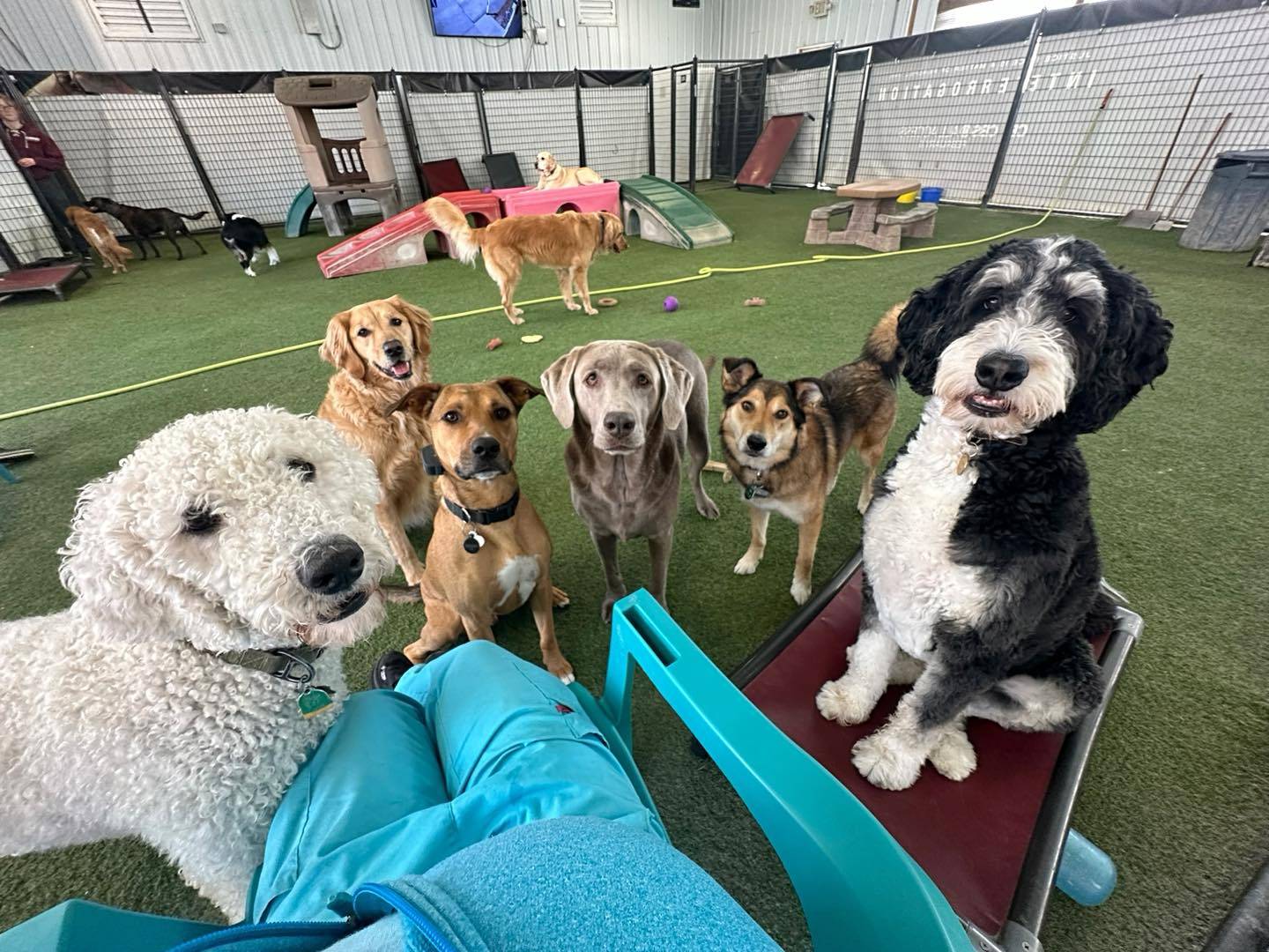 playcare-crowd-of-dogs