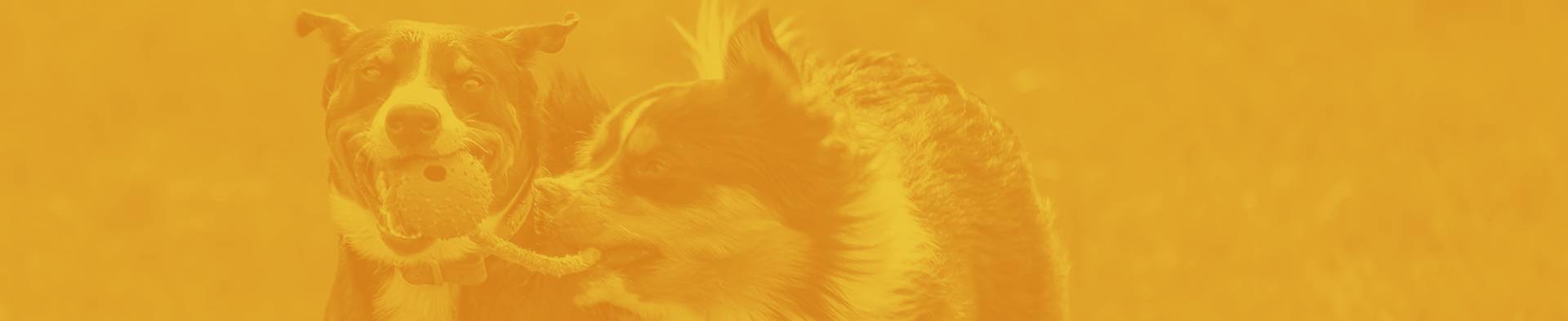 playcare-header