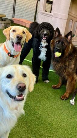 standard-playcare