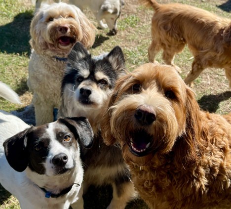 puppy-playcare-dogs
