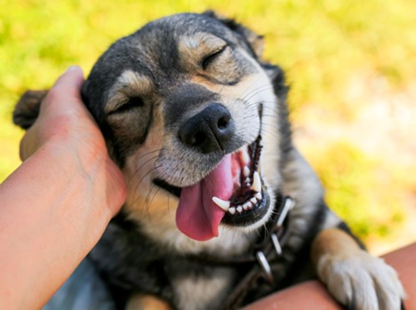 puppy-playcare-happy-dog