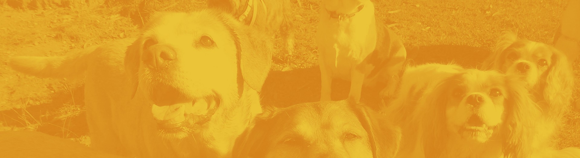 puppy-playcare-header