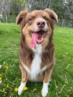 Star Dog Park