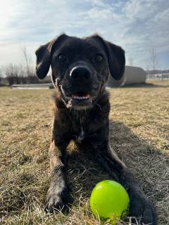 Wren Dog Park