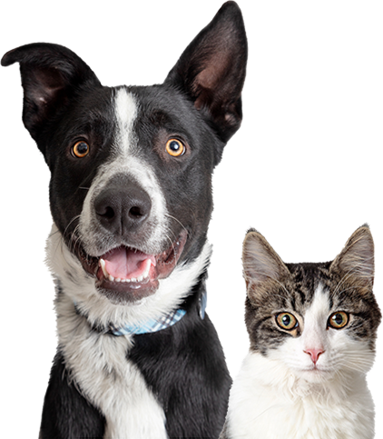 paws-cat-and-dog