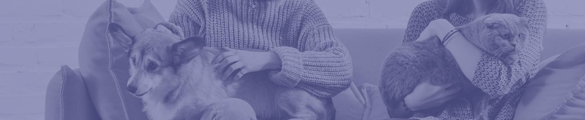 temporary-paws-header