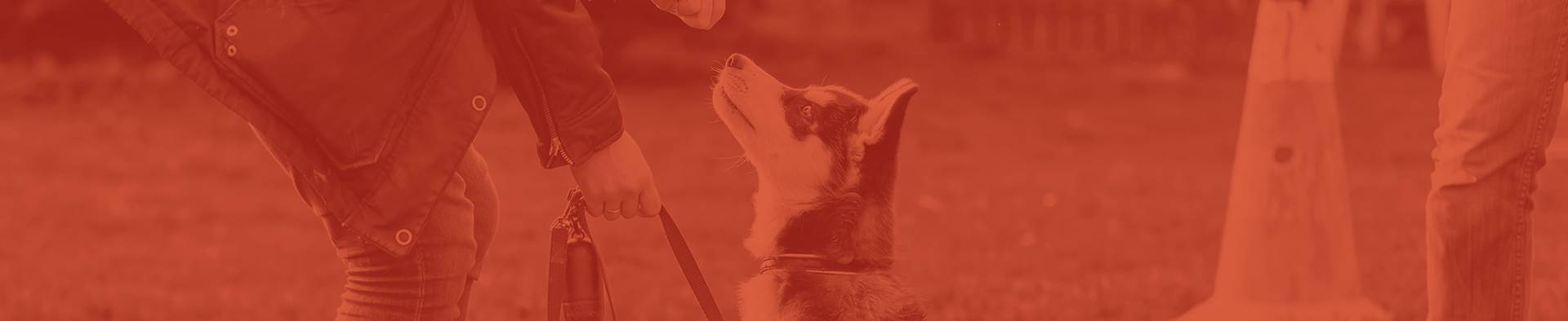 good-citizen-header