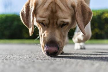 nosework