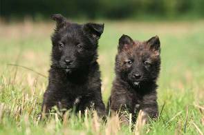 puppy-class
