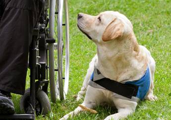 therapy-dogs